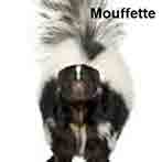 Mouffette