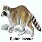 Raton_laveur