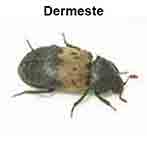 dermeste