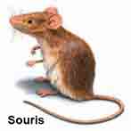 Souris