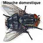 Mouche Domestique