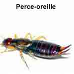 Perce oreille