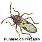 Punaise de céréales