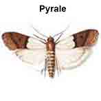 Pyrale