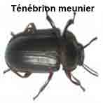 Ténébrion meunier