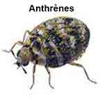 Anthrènes