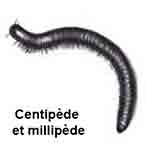 Centipèdes